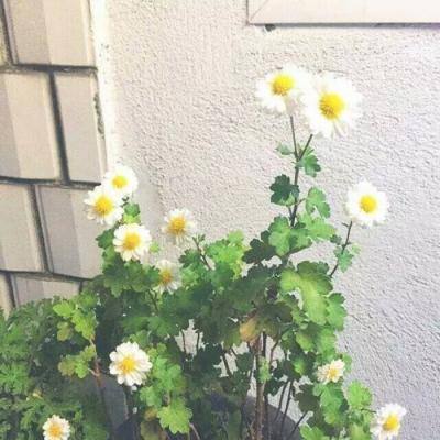 火湃电竞官方下载